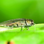 It’s everyone’s job to keep invasives out emerald ash borer on leaf
