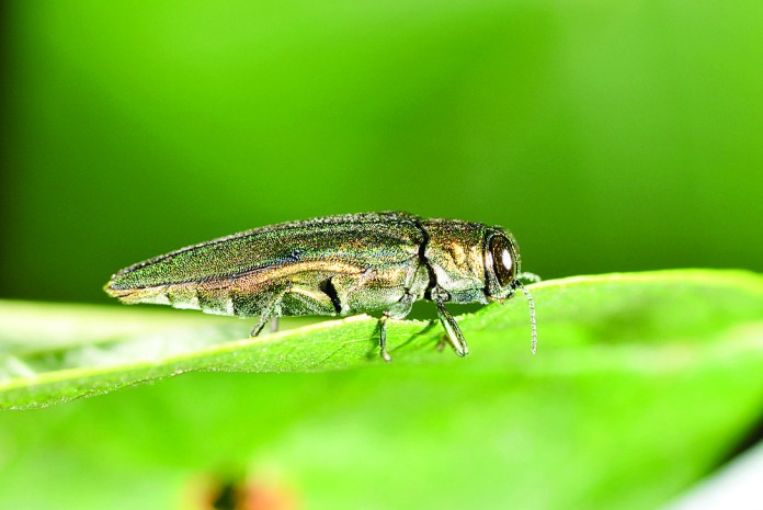 emerald ash borer on leaf