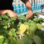 Aquaponics_harvest