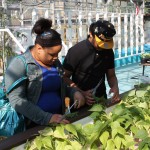 Youngstown school now offering aquaponics, growing opportunities