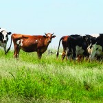 USDA funds research to study the effects of weather variability on cattle cattle in field