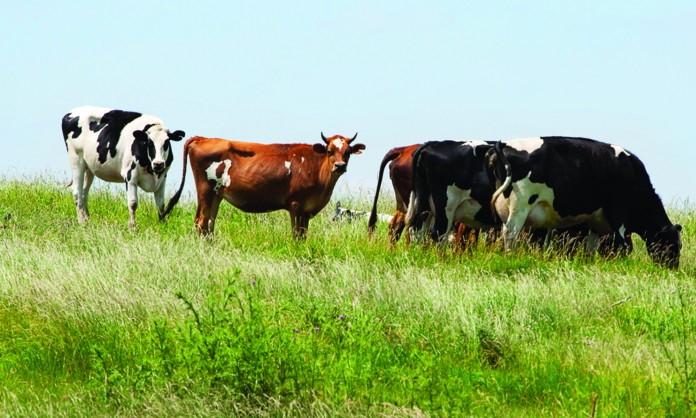 cattle in field