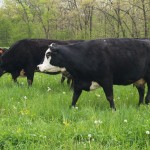 Fly control for livestock on pasture