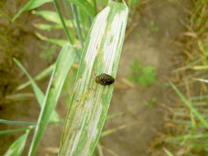 cereal-leaf-beetle-larva.1