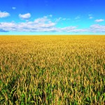 Sure, that’ll work farmland