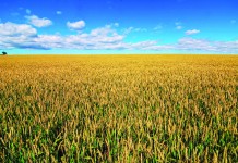 Sure, that’ll work farmland