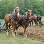 horse plowing.Matt Abfall