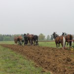 horse plowing.behind