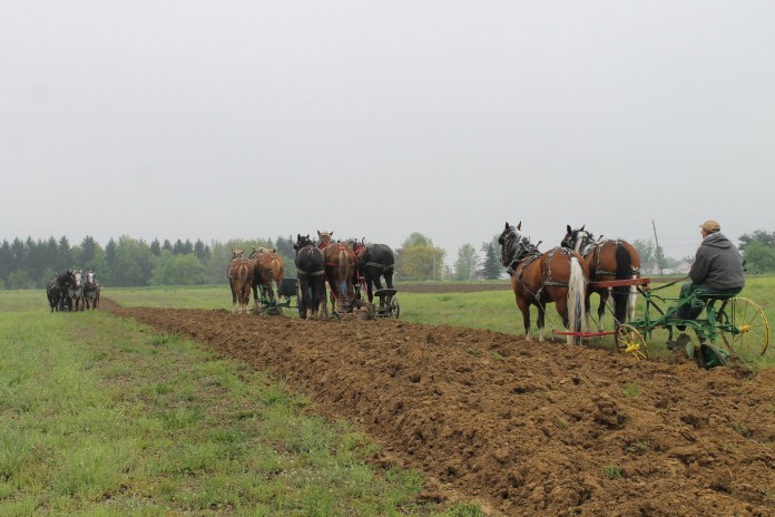 horse plowing.behind