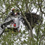 Lawrence County eagle placed back in nest