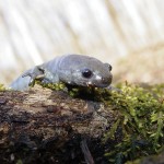 Vernal pools come to life in March salamander
