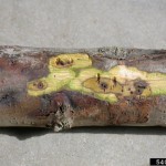 W. Va. closes borders to walnut plants from areas infected with Thousand Cankers Disease