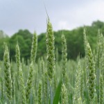 Let’s hope weather staves off wheat head scab in Ohio