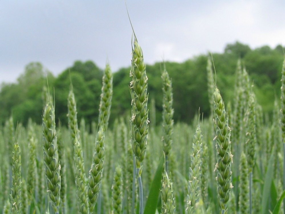 Double cropping research helps northern New York dairy farmers