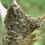 Eastern tent caterpillar egg hatch begins; horse owners should be wary Eastern Tent Caterpillar