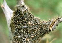 Eastern tent caterpillar egg hatch begins; horse owners should be wary Eastern Tent Caterpillar