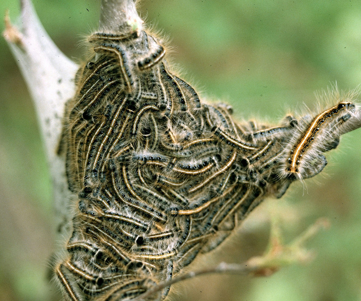Eastern tent caterpillar egg hatch begins; horse owners should be wary Eastern Tent Caterpillar