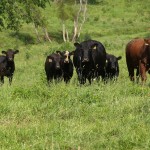 Practicing safety around livestock cattle in pasture
