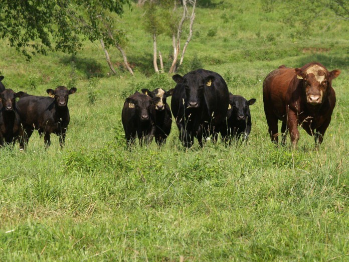 cattle in pasture