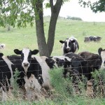 Ohio Holstein Association fires general manager