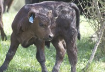 How to manage your pastures for calving