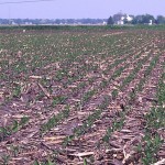 Erratic market dashes hopes again Soybeans