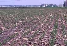 Erratic market dashes hopes again Soybeans