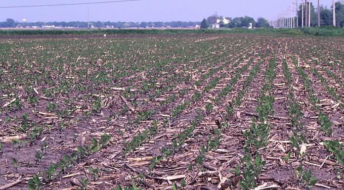 Soybeans.1200 Soybeans