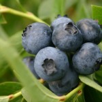 blueberry production