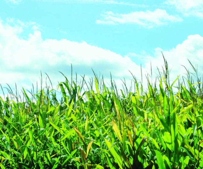 photo of a corn field