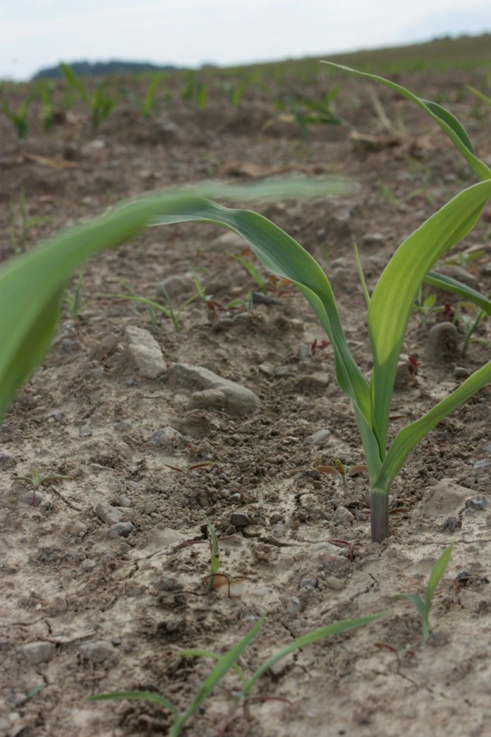 corn seedlings.closeup.2.JPG