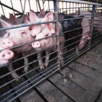 Ag economist: This isn’t the year to think about expanding hog operation