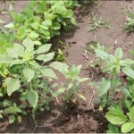 palmer_amaranth_waterhemp