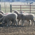‘FAMACHA’ training for sheep producers