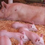ESFs may improve gestation feeding programs for sows