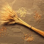 USDA says they can’t locate any more genetically engineered wheat in Oregon