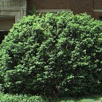 Reminder: Yew plant is poisonous and even fatal; 4-H’ers learn hard way