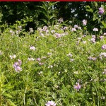 Crown vetch OK for most livestock, but can cause problems for horses