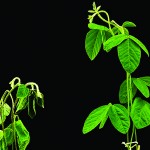 New drought-protecting chemical may be new tool in plant protection