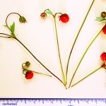 Newly discovered wild strawberry adds variety to commercial strawberries new strawberry species
