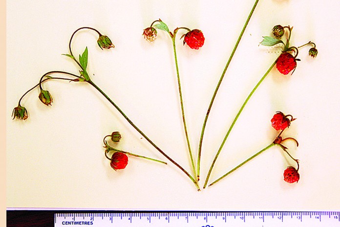 new strawberry species new strawberry species