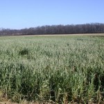 Late-planted oats in December