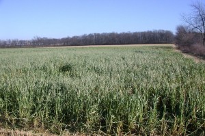 This photo shows the same field of oats as the photo above, on Dec. 2. If harvest or grazing is delayed past October, oats will be in the heading stage, with yields of 6,000 pounds of dry matter/acre, or more.
