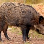 Boar_photo_small_383315_7