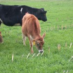 Supplemental forage cover crops can add grazing or haying options in fall
