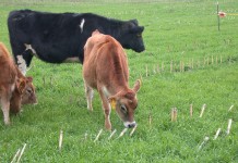 Supplemental forage cover crops can add grazing or haying options in fall