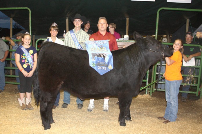 grand champion steer