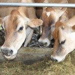 American Jersey Cattle Association holds annual meeting Jersey cow