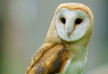 A new year means more things to discover owl photo