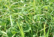 Prepping for spring green up